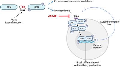 Case report: Refractory Evans syndrome in two patients with spondyloenchondrodysplasia with immune dysregulation treated successfully with JAK1/JAK2 inhibition